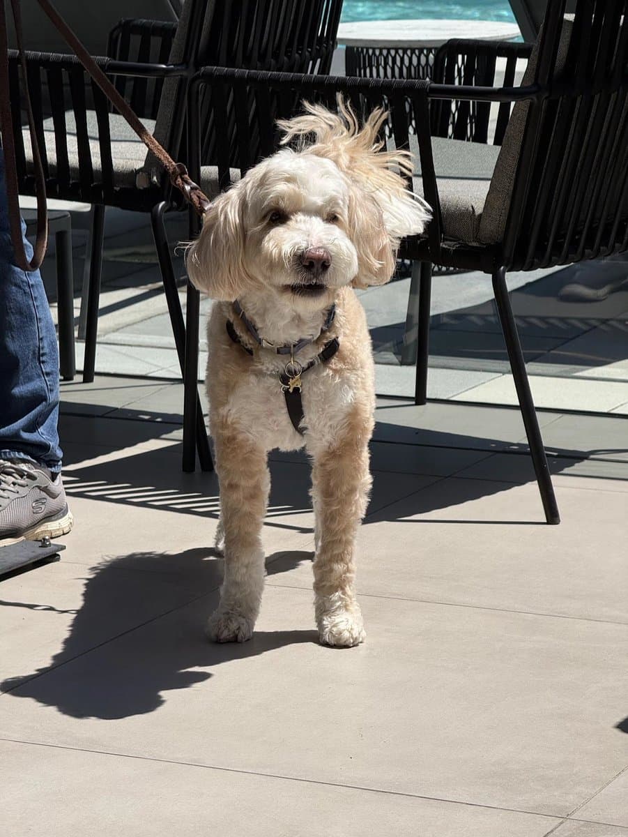 OpenAI releases GPT-Image 2.5 Flare and Sunburst API models